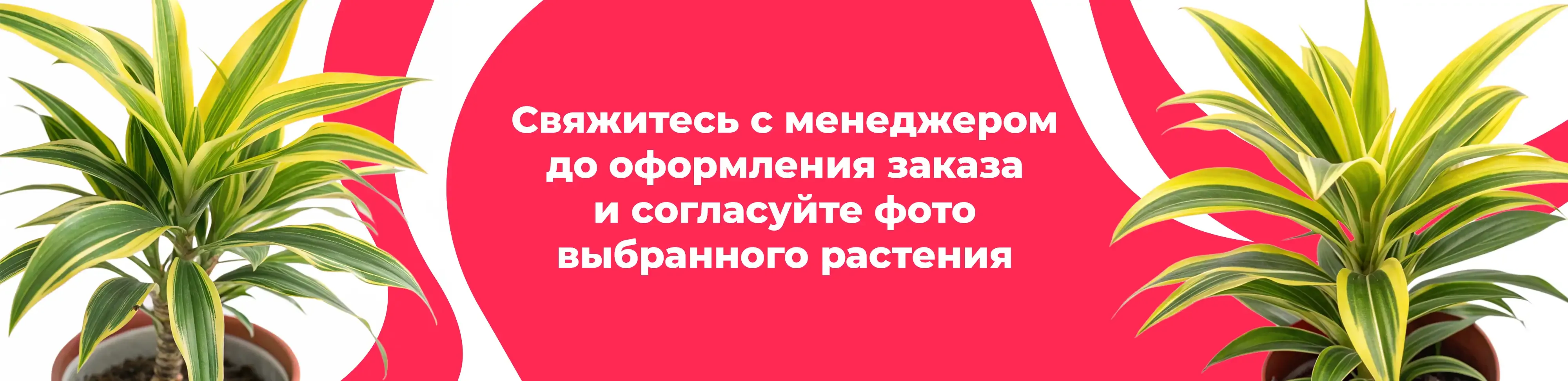 Баннер для рубрики: Растения Можайский