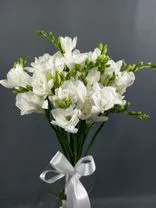 Фото флориста 1: Букет из 21 белой фрезии с белой лентой