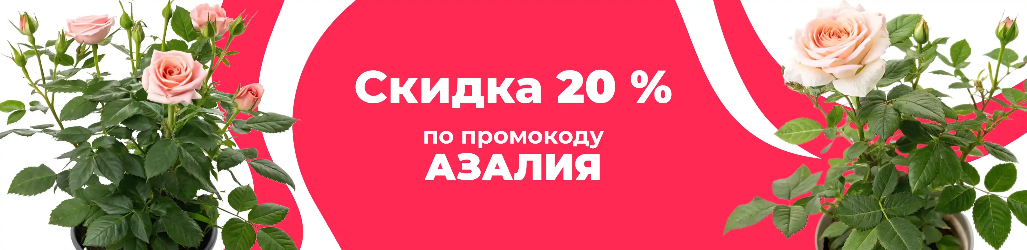 Баннер для рубрики: Роза кордана