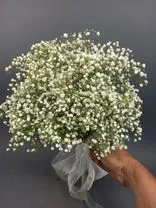 Фото флориста 1: 7 белых гипсофил с белой лентой