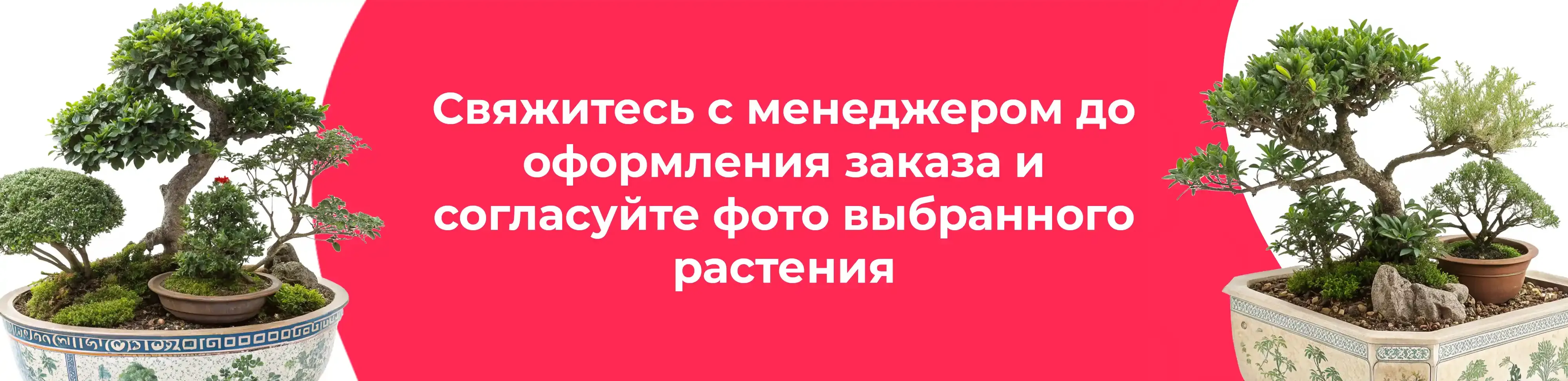 Баннер для рубрики: Бонсаи микс