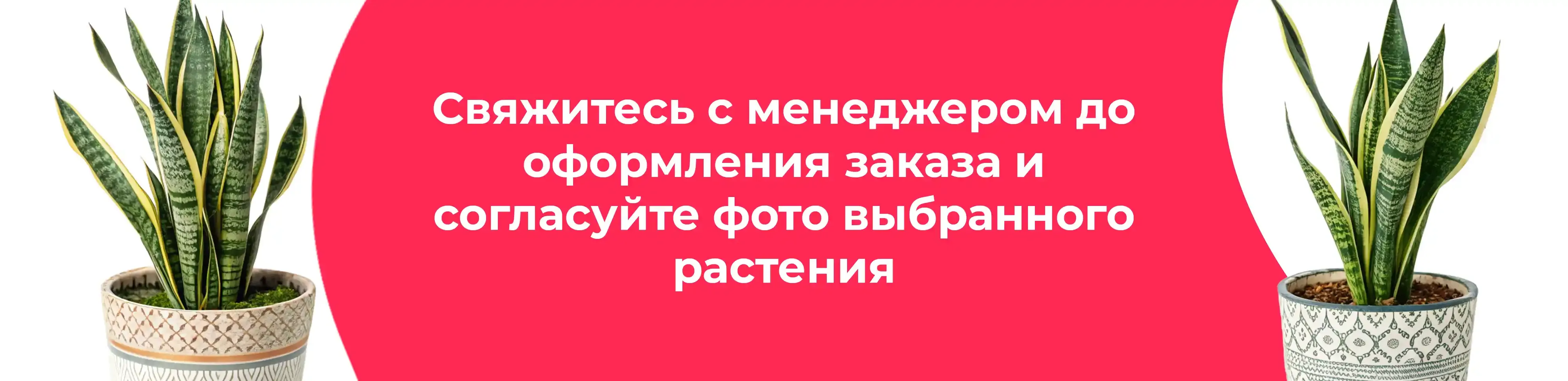 Баннер для рубрики: Сансевиерии Лауренти