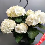 Маленькое фото 2: Гидрангея «Микс» подвесная, D27/40 см. Сервис доставки цветов AzaliaNow