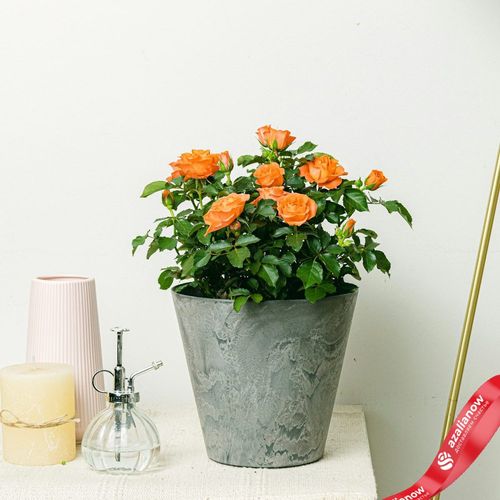 Фото 3: Роза Патио Джувел оранжевая. Сервис доставки цветов AzaliaNow