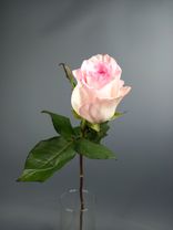 Фото флориста 6: Роза розовая, Россия, 60см