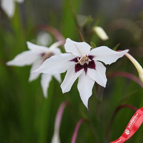 Фото 4: Гладиолус Ацидантера Пикок Орхид (Peacock Orchid). Сервис доставки цветов AzaliaNow