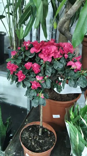 Фото флориста 3: Комнатные растения Дрезна