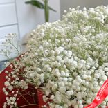 Маленькое фото 4: Букет из 7 белых гипсофил в красной коробке