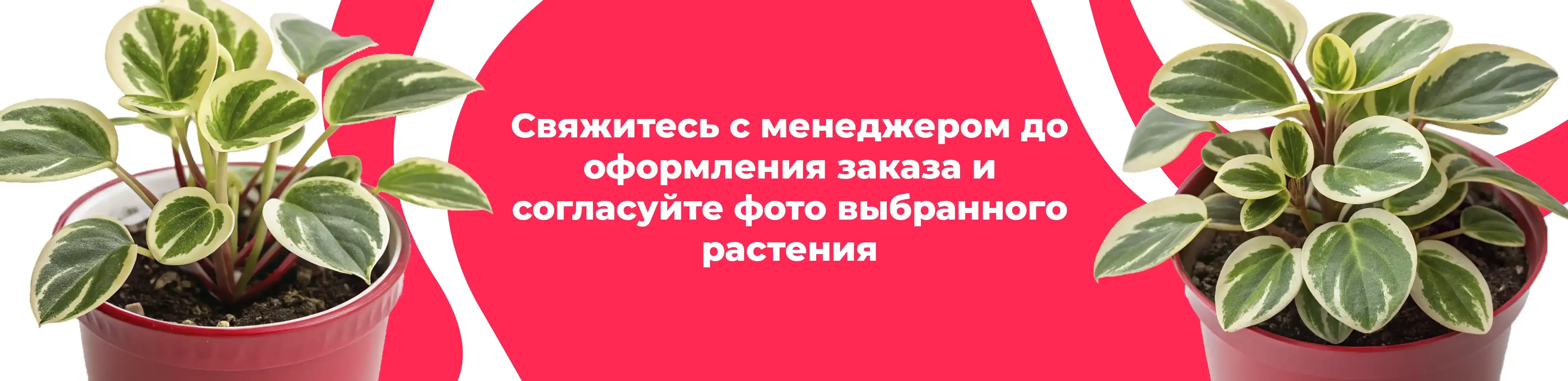 Баннер для рубрики: Комнатные растения Реутов