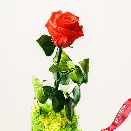Фото 3: Роза в стекле. Сервис доставки цветов AzaliaNow