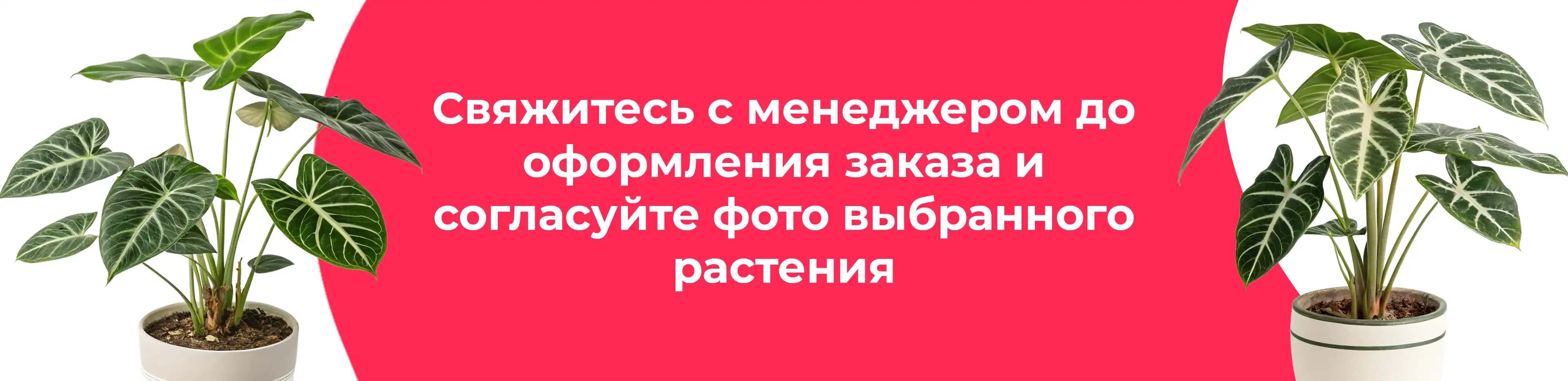 Баннер для рубрики: Комнатные растения Электрогорск