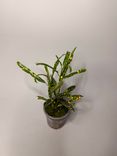 Фото флориста 1: Кротон Солнечная звезда