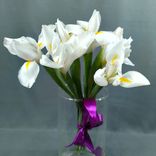 Фото флориста 1: Букет из 7 белых ирисов с фиолетовой лентой