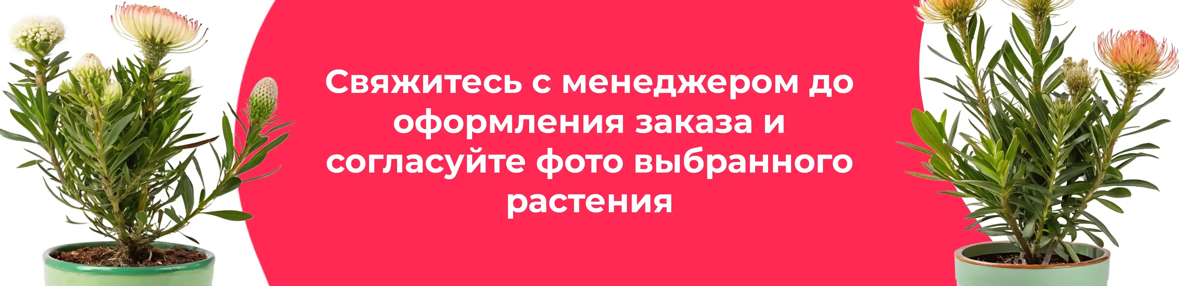 Баннер для рубрики: Леукоспермумы