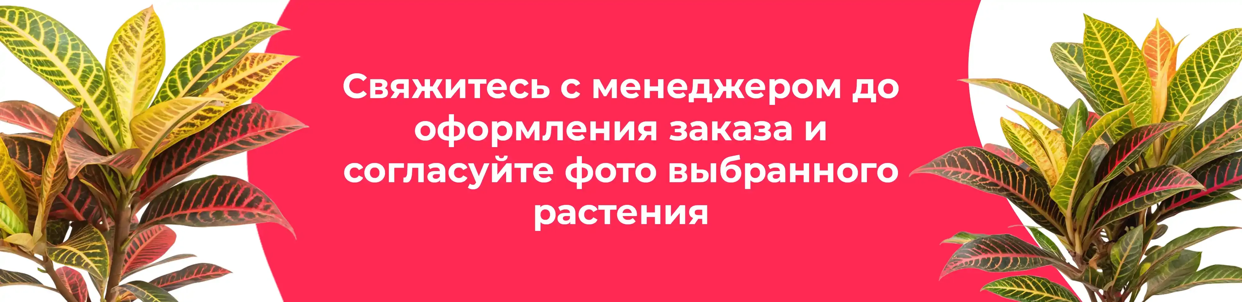Баннер для рубрики: Кодиеумы экселент