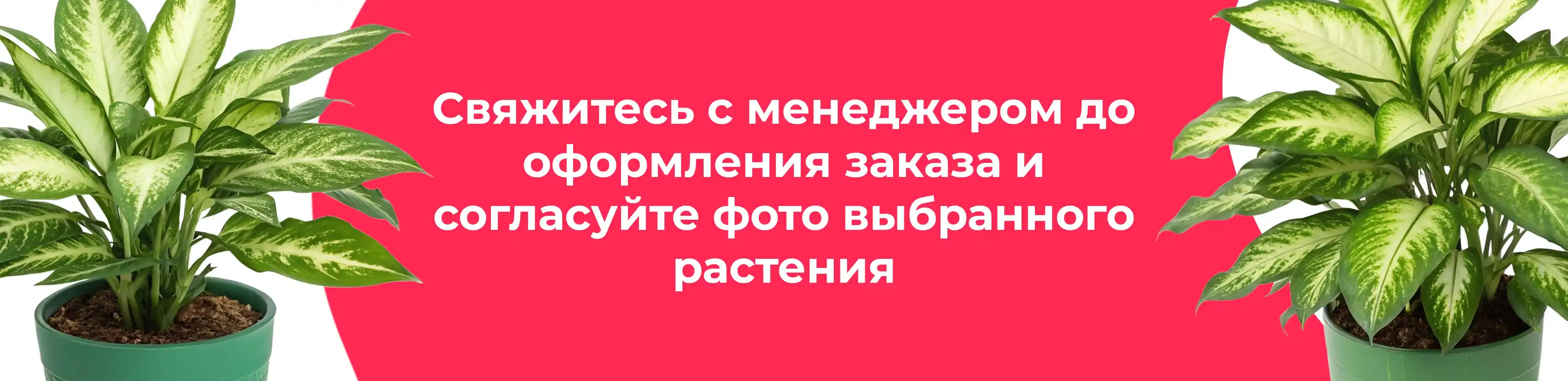 Баннер для рубрики: Диффенбахии