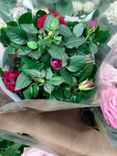 Фото флориста 1: Роза Патио Джувел розовая
