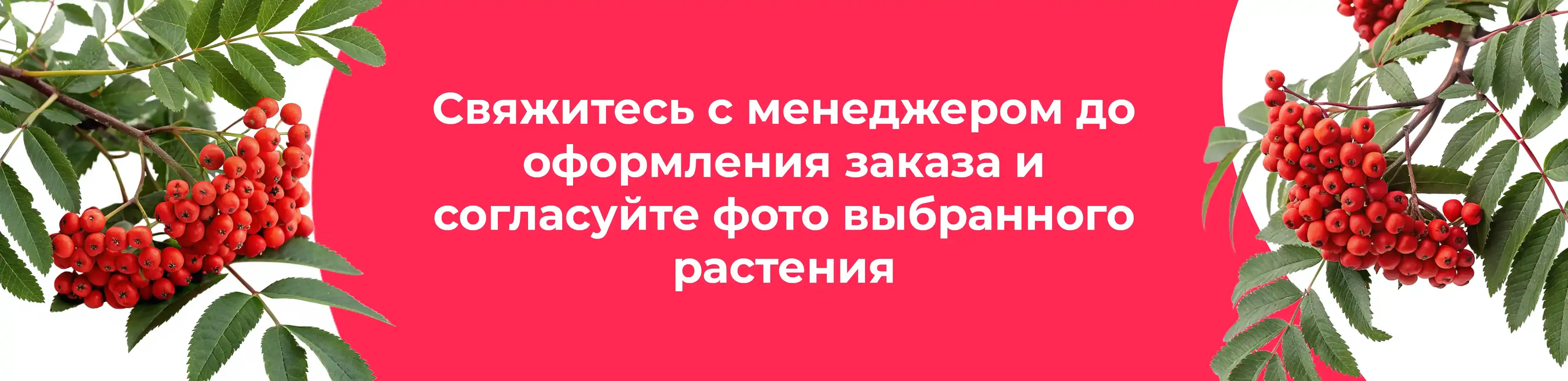 Баннер для рубрики: Калина