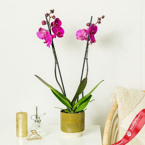 Фото 1: Орхидея фиолетовая. Сервис доставки цветов AzaliaNow