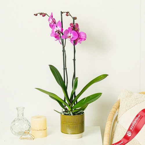 Фото 3: Орхидея темно-розовая. Сервис доставки цветов AzaliaNow