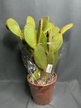 Фото флориста 1: Опунция Консолеа Рубесценс («дорожный» кактус)