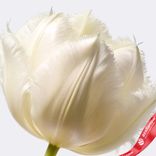 Маленькое фото 3: Тюльпан махровый белый, Голландия. Сервис доставки цветов AzaliaNow