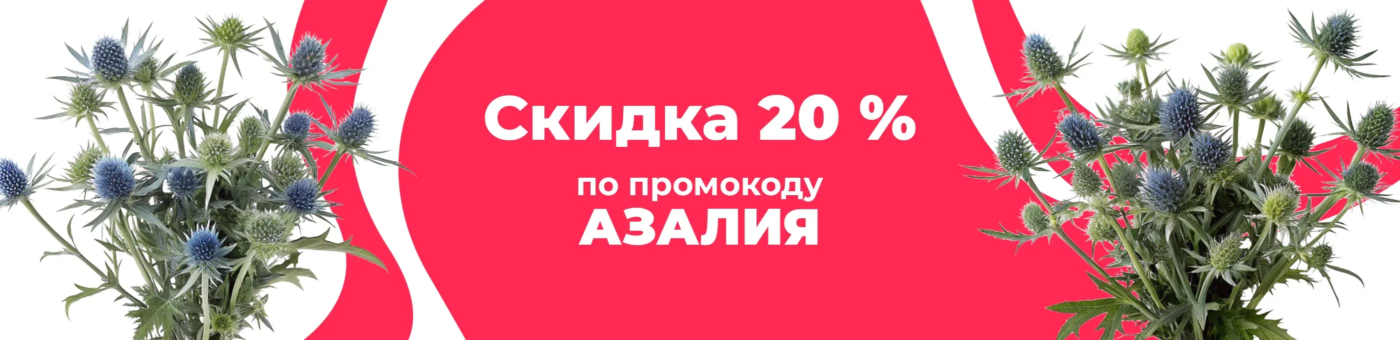 Баннер для рубрики: Эрингиумы