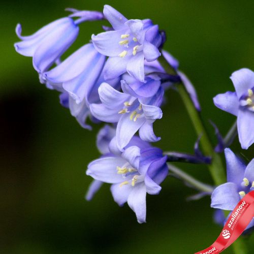 Фото 4: Гиацинт Вуд Микс (Wood Hyacinth Mix). Сервис доставки цветов AzaliaNow