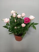 Фото флориста 1: Роза Патио Джувел розовая