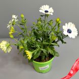 Маленькое фото 2: Остеоспермум «Микс» для высадки в грунт, D12 см. Сервис доставки цветов AzaliaNow