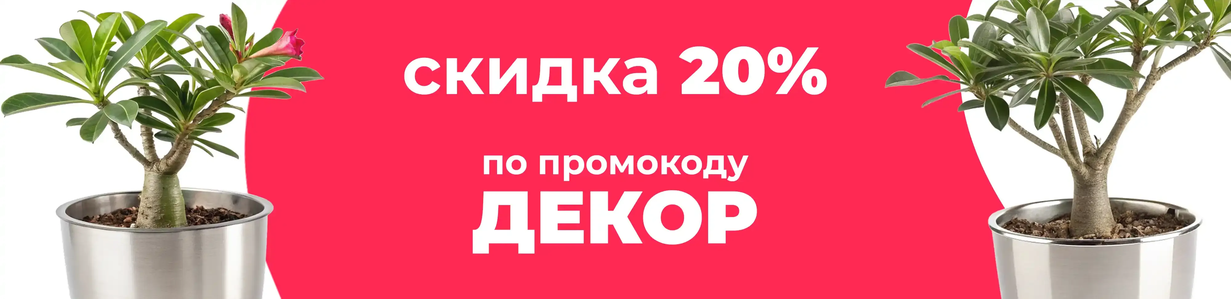 Баннер для рубрики: Горшки для адениумов