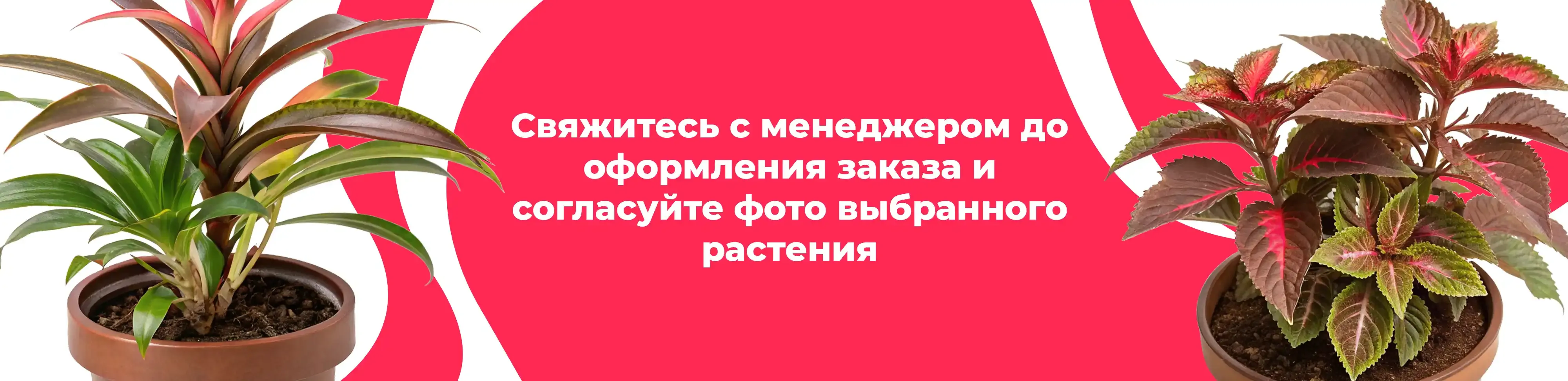 Баннер для рубрики: Комнатные растения Серебряные Пруды