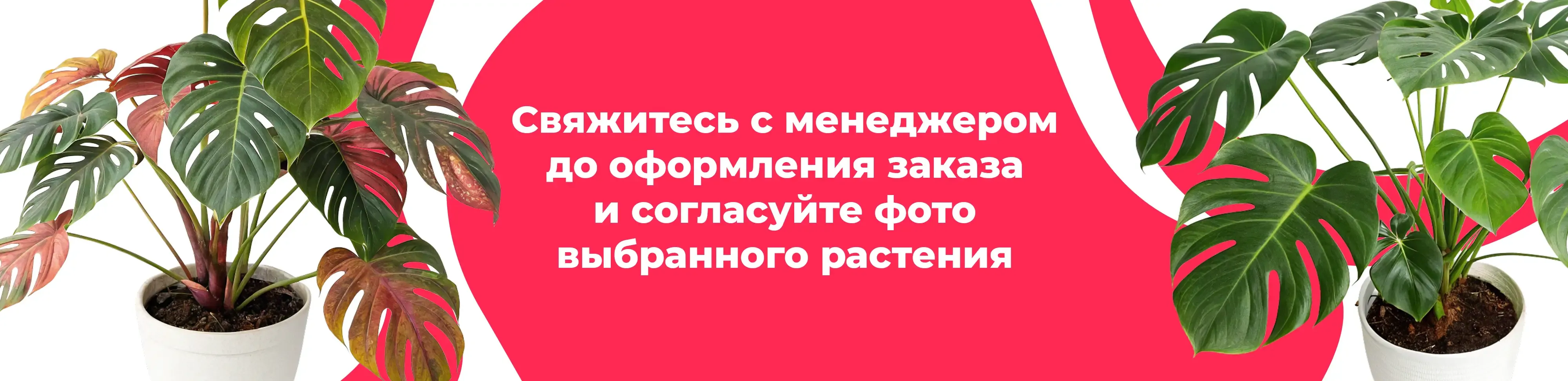 Баннер для рубрики: Растения Красносельский