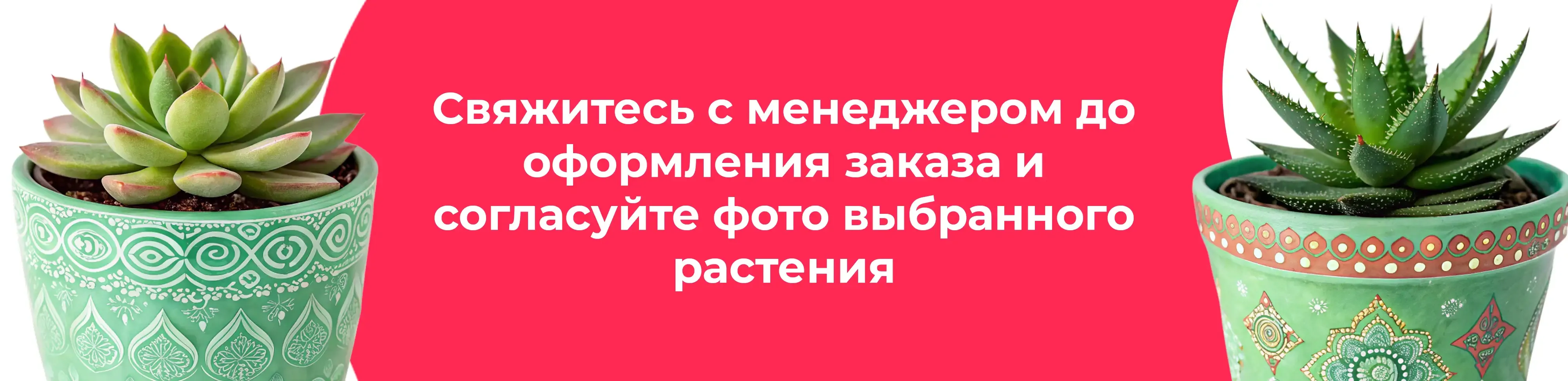Баннер для рубрики: Комнатные растения Верея
