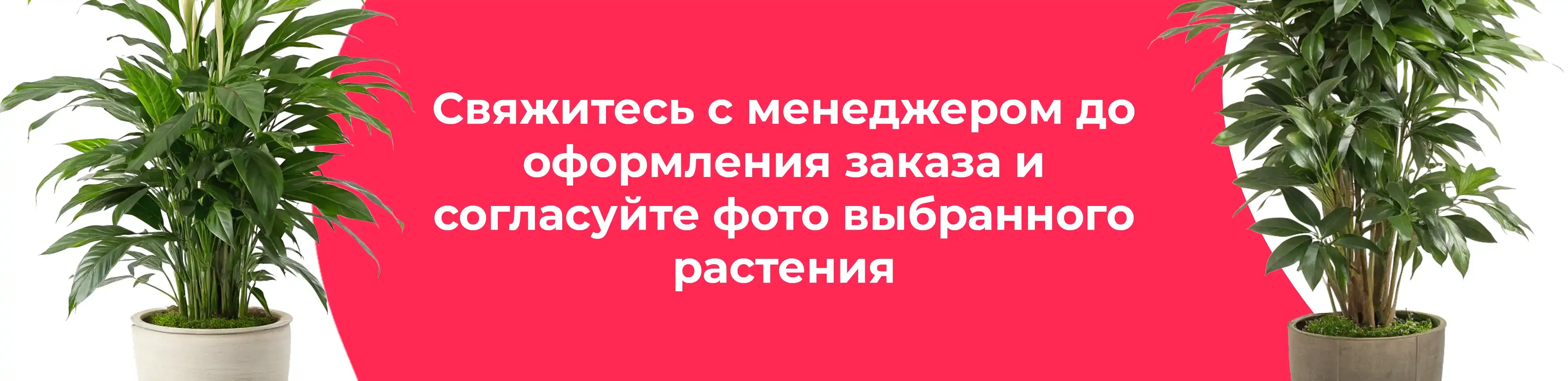 Баннер для рубрики: Большие напольные цветы в горшках