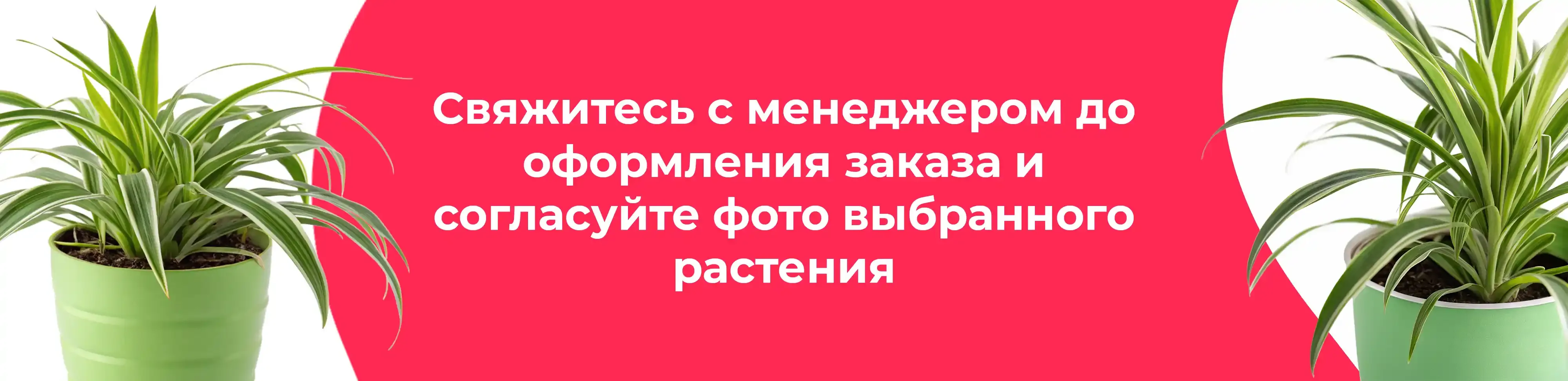 Баннер для рубрики: Хлорофитумы