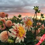 Маленькое фото 3: Георгин Анемон Флауред Полька (Anemone Flowered Polka). Сервис доставки цветов AzaliaNow