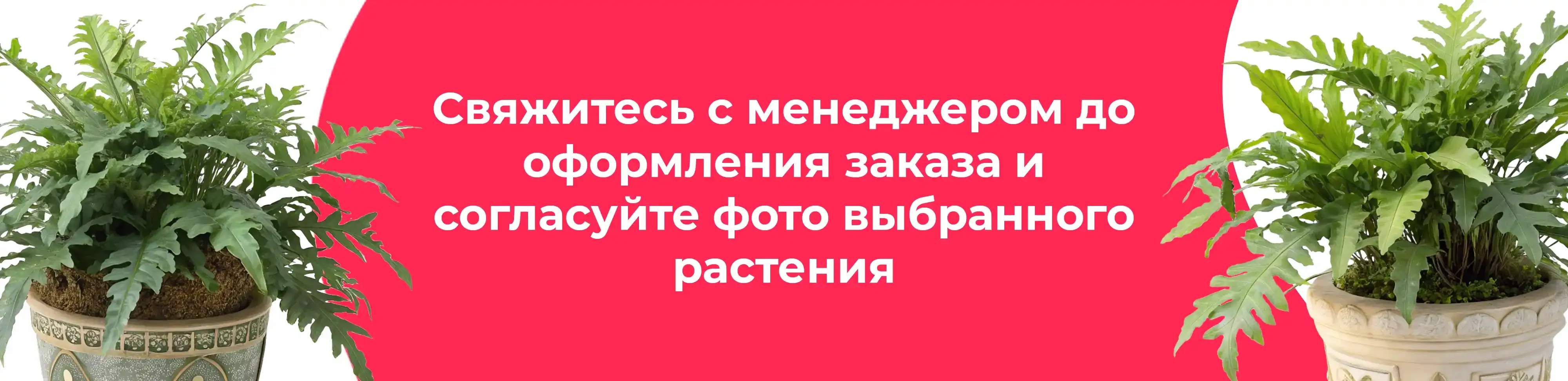 Баннер для рубрики: Флебодиумы