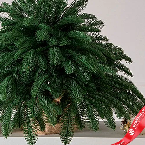 Фото 3: Ель настольная «Датская» (РЕ), 60см, зеленый