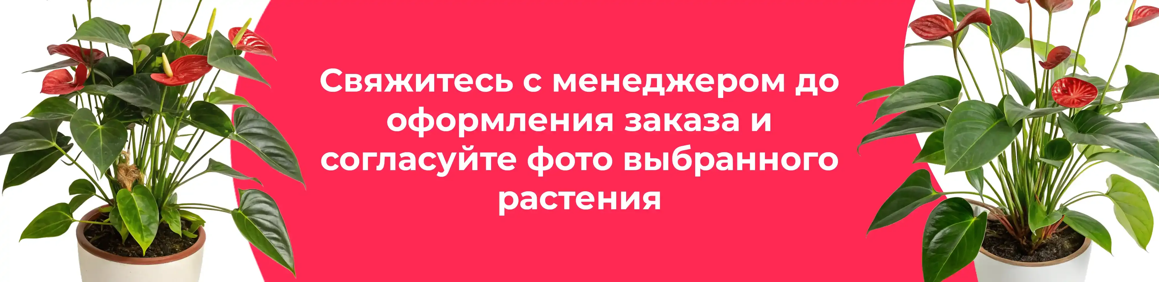 Баннер для рубрики: Антуриумы микс