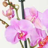 Маленькое фото 4: Орхидея светло-розовая (домашние растения в горшках). Сервис доставки цветов AzaliaNow