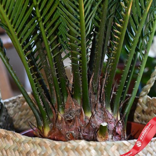 Фото 4: Саговник поникающий («саговая пальма»). Сервис доставки цветов AzaliaNow