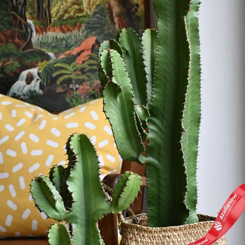 Фото 1: Эуфорбия Ингенс, ковбойский кактус. Сервис доставки цветов AzaliaNow