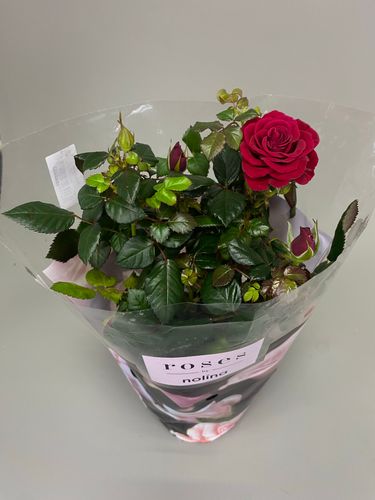 Фото флориста 1: Растения для офиса