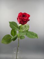 Фото флориста 2: Роза красная, Россия, 70см