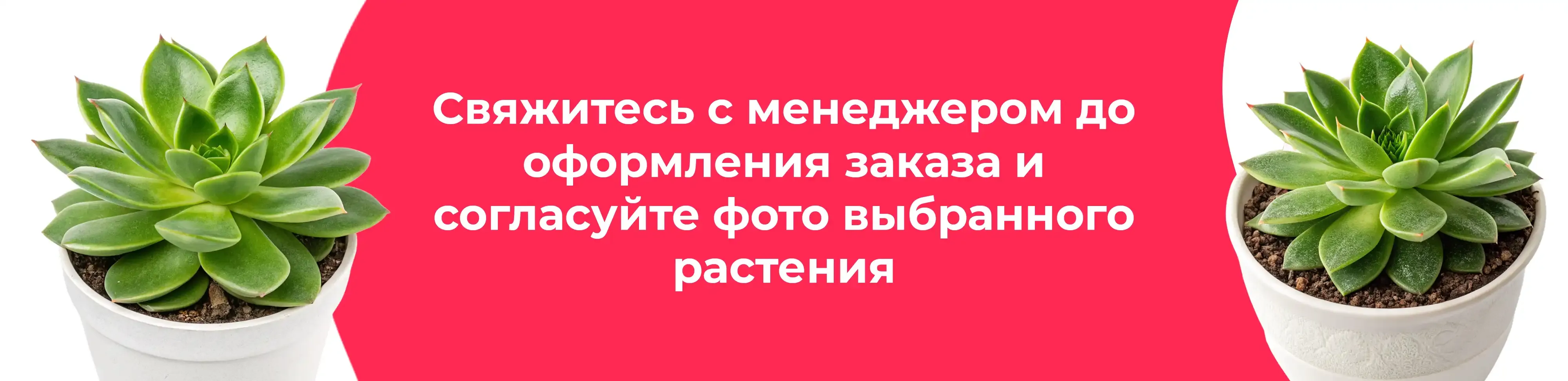 Баннер для рубрики: Композиции суккуленты