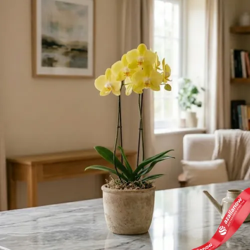 Фото 4: Орхидея Фаленопсис Люкс, микс, 12 см