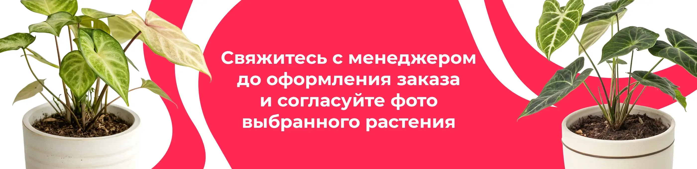 Баннер для рубрики: Сингониумы