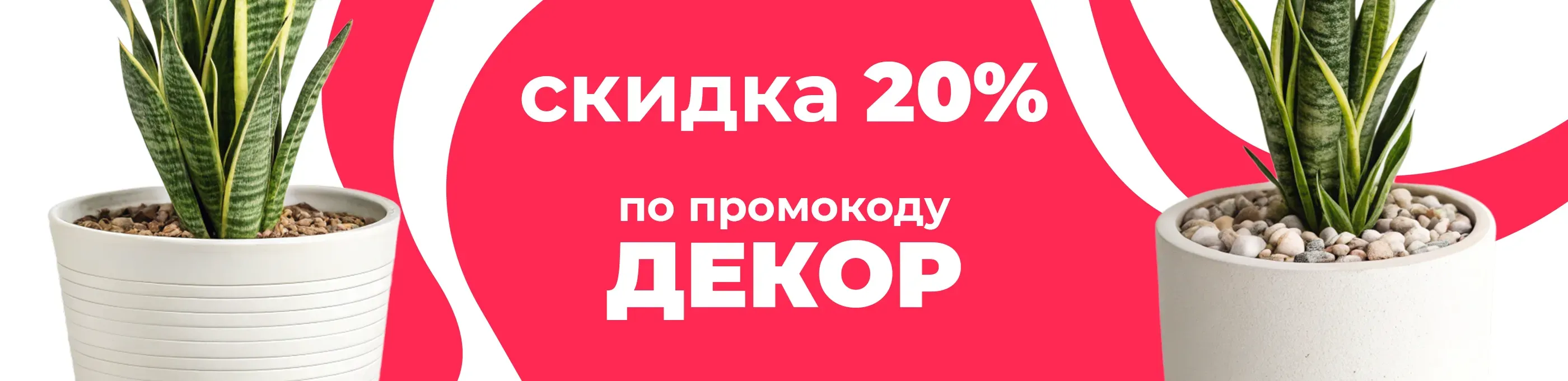 Баннер для рубрики: Кашпо для сансевиерии