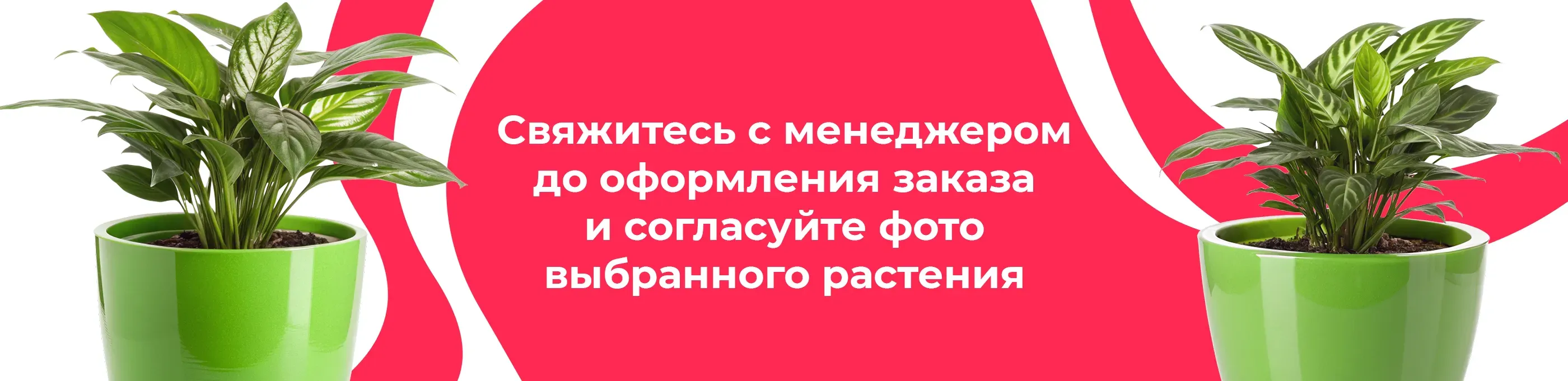 Баннер для рубрики: Калатеи